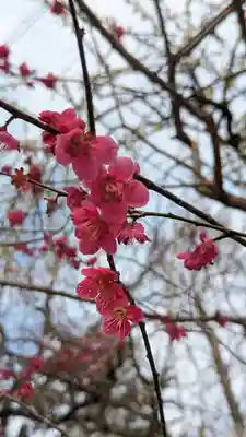 北野天満宮(京都府)