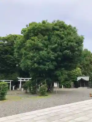 鵠沼皇大神宮（烏森神社）の{uncategorized: "未分類", other: "その他", undefined: "問題あり", building: "その他建物", grave: "お墓", sacred_gate: "鳥居", guardian: "狛犬", statue: "像", buddha: "仏像", history: "歴史", nature: "自然", garden: "庭園", animal: "動物", pagoda: "塔", temizu: "手水舎", mountain_gate: "山門・神門", sanctuary: "本殿・本堂", subordinate: "末社・摂社", art: "芸術", scenery: "景色", jizo: "地蔵", ema: "絵馬", goshuin: "御朱印", omikuji: "おみくじ", items: "授与品その他", amulet: "お守り", goshuincho: "御朱印帳", eats: "食事", festival: "お祭り", votive_dance: "神楽", shichigosan: "七五三参", wedding: "結婚式", experience: "体験その他", initially: "初詣", around: "周辺", anti_infection: "感染症対策"}
