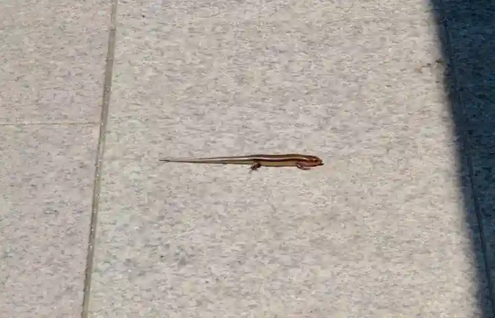 天津神明宮の動物