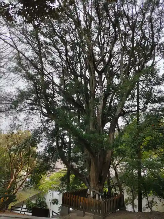 安房神社の自然