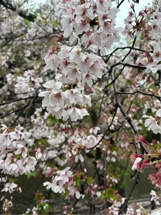 間々田八幡宮(栃木県)