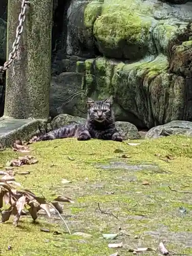 白山神社（二子町）の動物