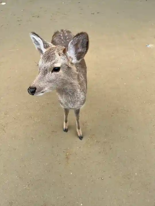 東大寺鐘楼(奈良県)