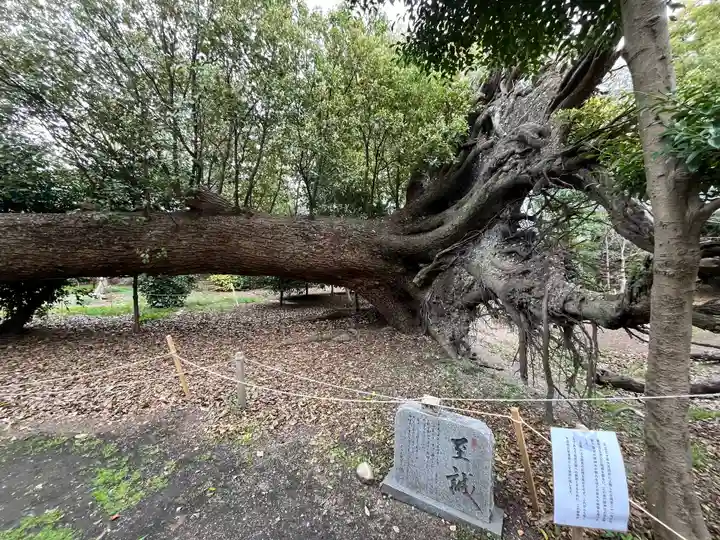 泉穴師神社(大阪府)