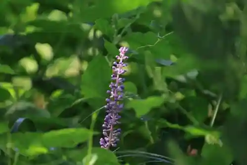 阿久津「田村神社」（郡山市阿久津町）旧社名：伊豆箱根三嶋三社の自然