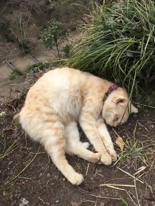 唐澤山神社の動物