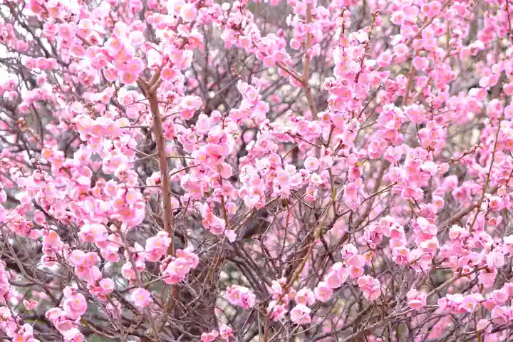 多治速比売神社の自然