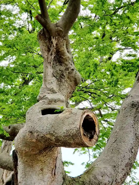 阿邪訶根神社の自然