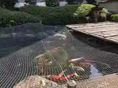 光専寺の動物