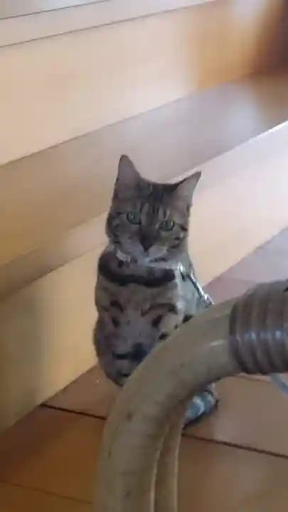 長専院不動寺(出世不動尊)の動物