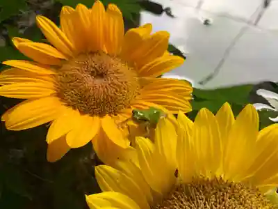 滑川神社 - 仕事と子どもの守り神(福島県)