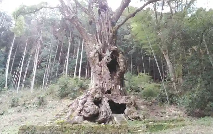 武雄神社の自然