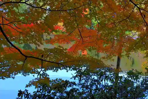 龍安寺の庭園