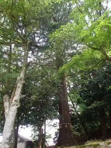 潮津神社の自然