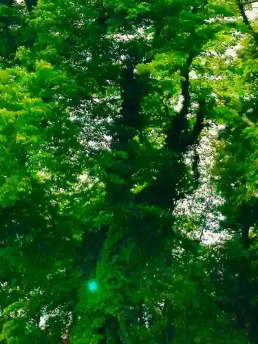 大宝八幡宮の自然