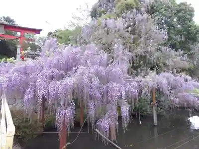 嘉川八幡宮(山口県)