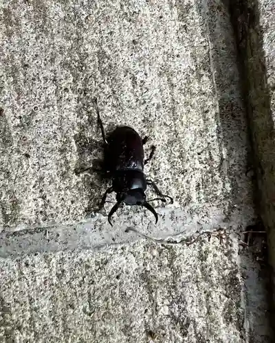 大宮温泉神社の動物