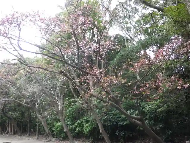 鶴岡八幡宮の自然