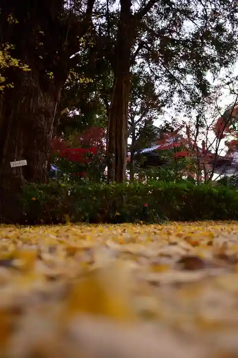 増上寺(東京都)