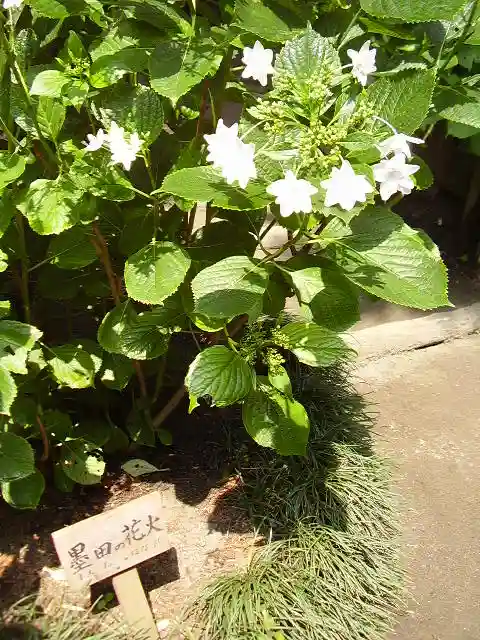 御霊神社の自然