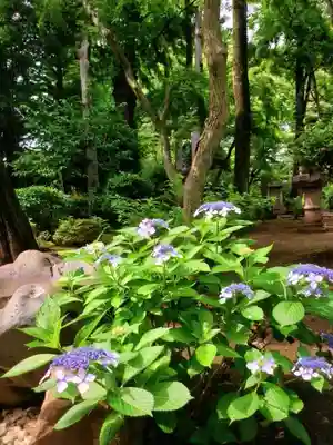 妙法寺(東京都)