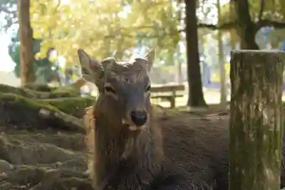 春日大社(奈良県)
