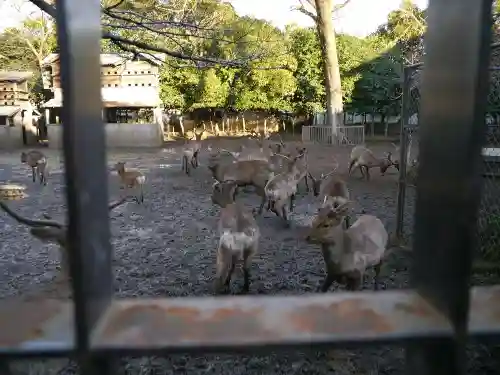 三嶋大社の動物