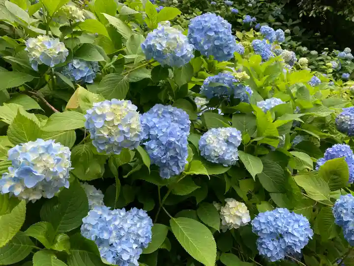 明月院(神奈川県)