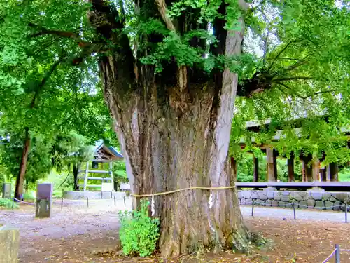 新宮熊野神社の自然