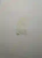 大船観音寺の授与品その他