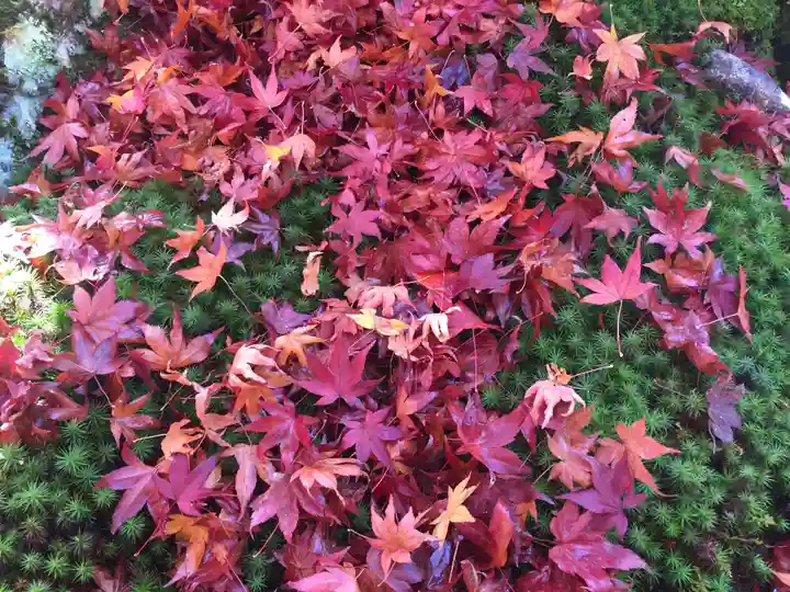 霊鑑寺門跡の自然