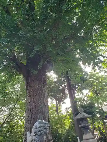 中川熊野神社の自然