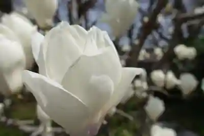 上品蓮台寺の自然