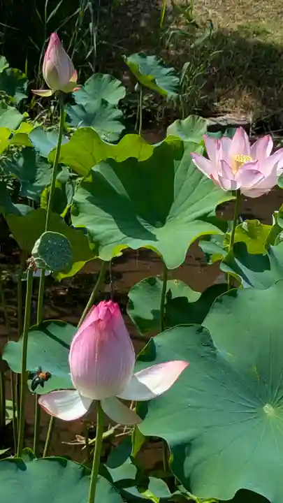 智積院(京都府)