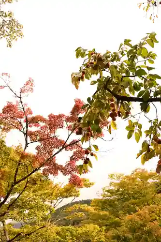 天祖神社(大分県)