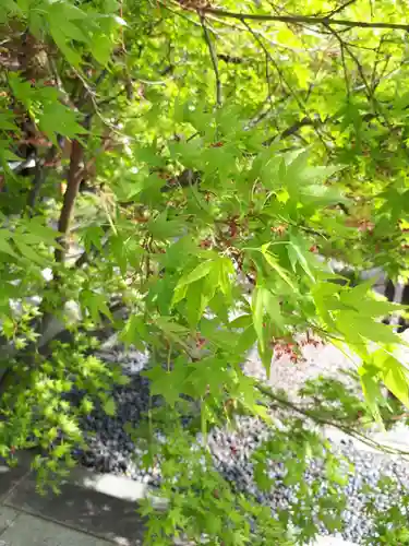 行田八幡神社の自然