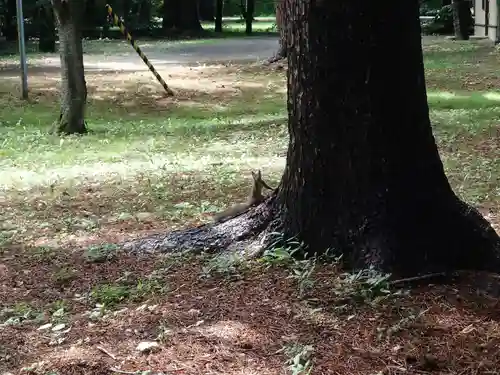 十勝護国神社の動物