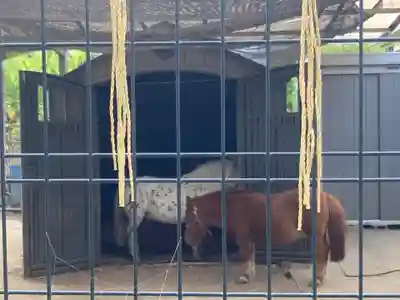五方山熊野神社の動物