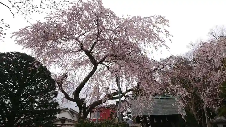 富士山東口本宮 冨士浅間神社の自然