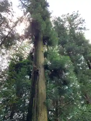 宮原八幡宮の自然