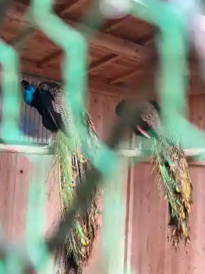 岩槻久伊豆神社の{uncategorized: "未分類", other: "その他", undefined: "問題あり", building: "その他建物", grave: "お墓", sacred_gate: "鳥居", guardian: "狛犬", statue: "像", buddha: "仏像", history: "歴史", nature: "自然", garden: "庭園", animal: "動物", pagoda: "塔", temizu: "手水舎", mountain_gate: "山門・神門", sanctuary: "本殿・本堂", subordinate: "末社・摂社", art: "芸術", scenery: "景色", jizo: "地蔵", ema: "絵馬", goshuin: "御朱印", omikuji: "おみくじ", items: "授与品その他", amulet: "お守り", goshuincho: "御朱印帳", eats: "食事", festival: "お祭り", votive_dance: "神楽", shichigosan: "七五三参", wedding: "結婚式", experience: "体験その他", initially: "初詣", around: "周辺", anti_infection: "感染症対策"}