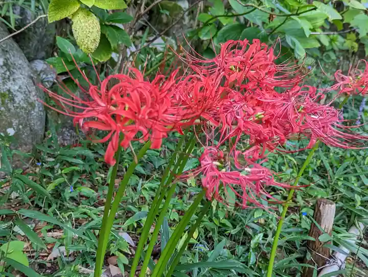 大乗寺(京都府)