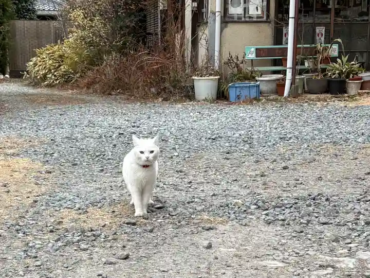神咒寺の{uncategorized: "未分類", other: "その他", undefined: "問題あり", building: "その他建物", grave: "お墓", sacred_gate: "鳥居", guardian: "狛犬", statue: "像", buddha: "仏像", history: "歴史", nature: "自然", garden: "庭園", animal: "動物", pagoda: "塔", temizu: "手水舎", mountain_gate: "山門・神門", sanctuary: "本殿・本堂", subordinate: "末社・摂社", art: "芸術", scenery: "景色", jizo: "地蔵", ema: "絵馬", goshuin: "御朱印", omikuji: "おみくじ", items: "授与品その他", amulet: "お守り", goshuincho: "御朱印帳", eats: "食事", festival: "お祭り", votive_dance: "神楽", shichigosan: "七五三参", wedding: "結婚式", experience: "体験その他", initially: "初詣", around: "周辺", anti_infection: "感染症対策"}
