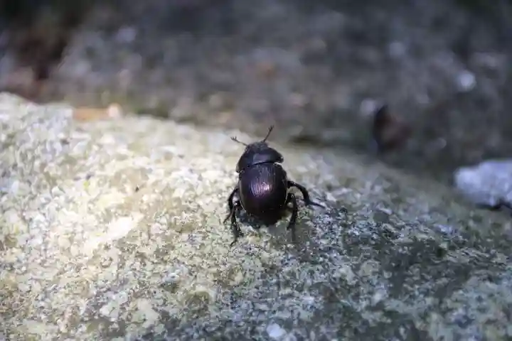 鹿島大神宮の動物