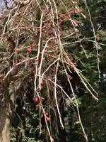 伏木香取神社の自然