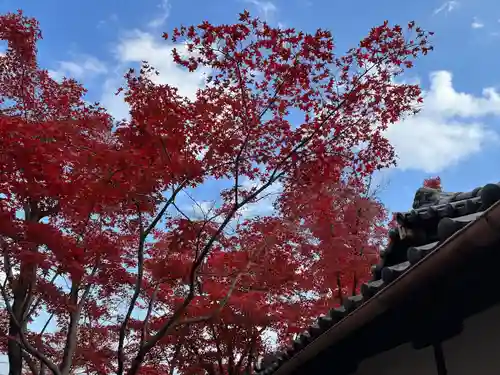 神光院(京都府)