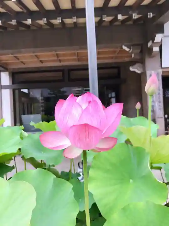 秋葉總本殿可睡斎の本殿・本堂