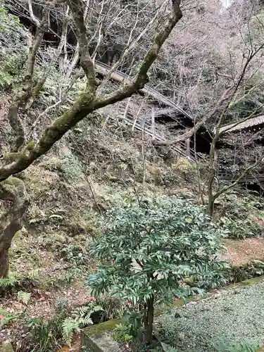 禅林寺（永観堂）の自然
