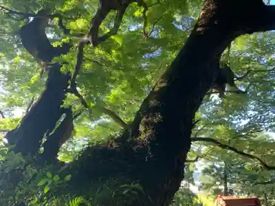 諏訪神社の自然