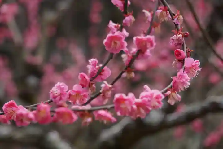 岩津天満宮の自然